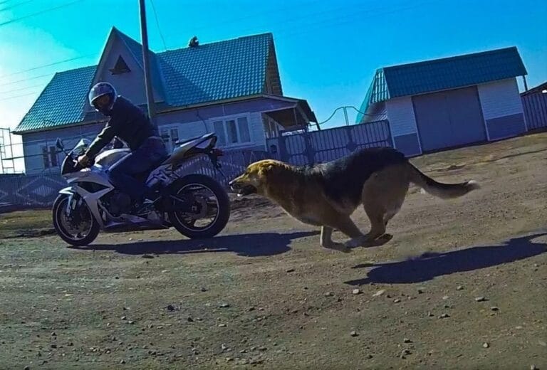 perros_vs_motos